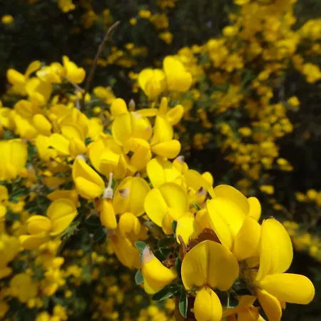 Villa Valinco Capicciolo Vue-proche Mer-piscines
