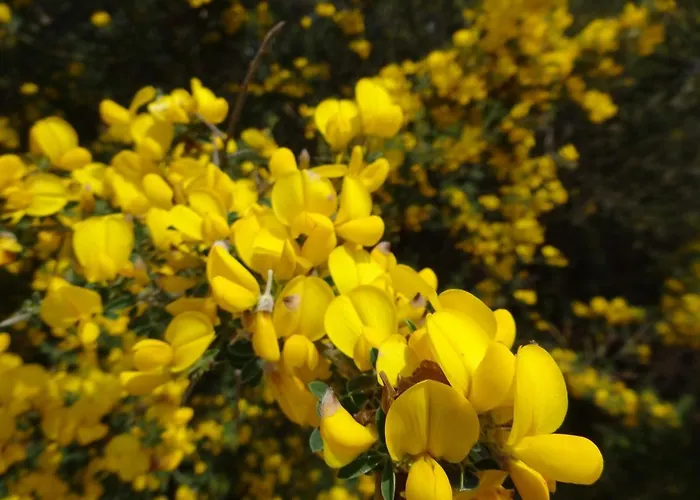 Vila Valinco Capicciolo Vue-proche Mer-piscines